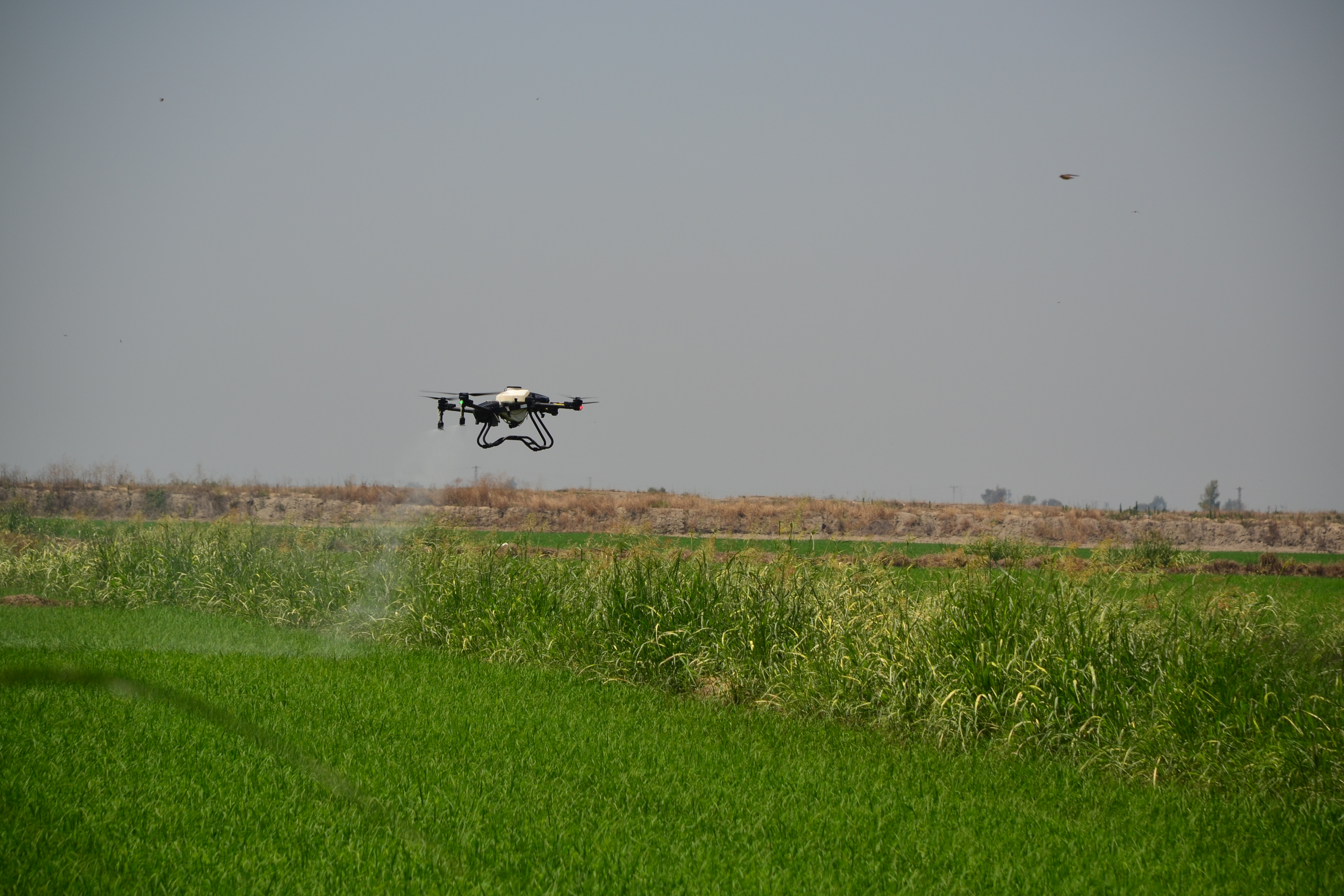 Control of Wheat Pests and Weeds