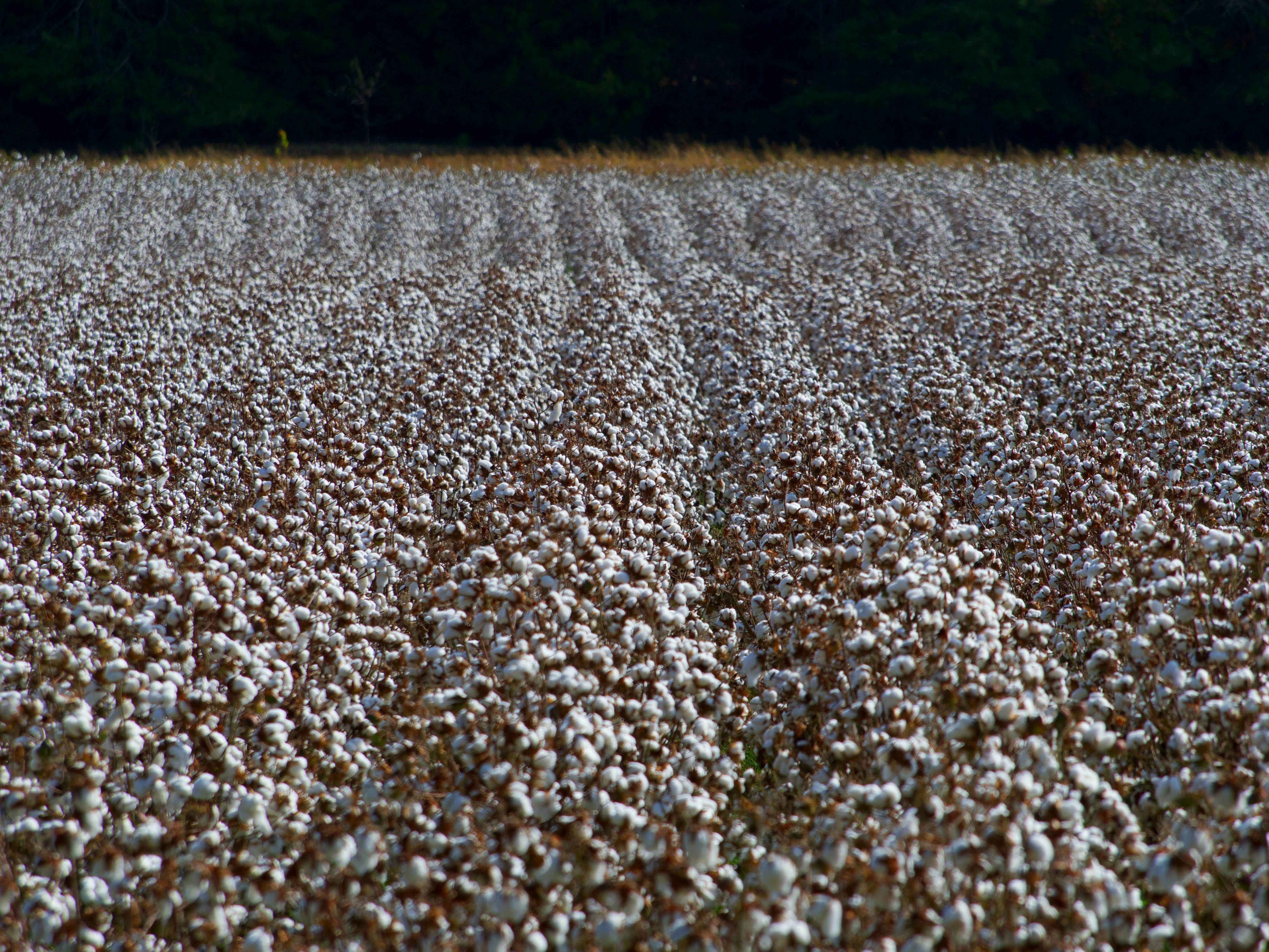 Drone Technology in Pest Control in Cotton Agriculture