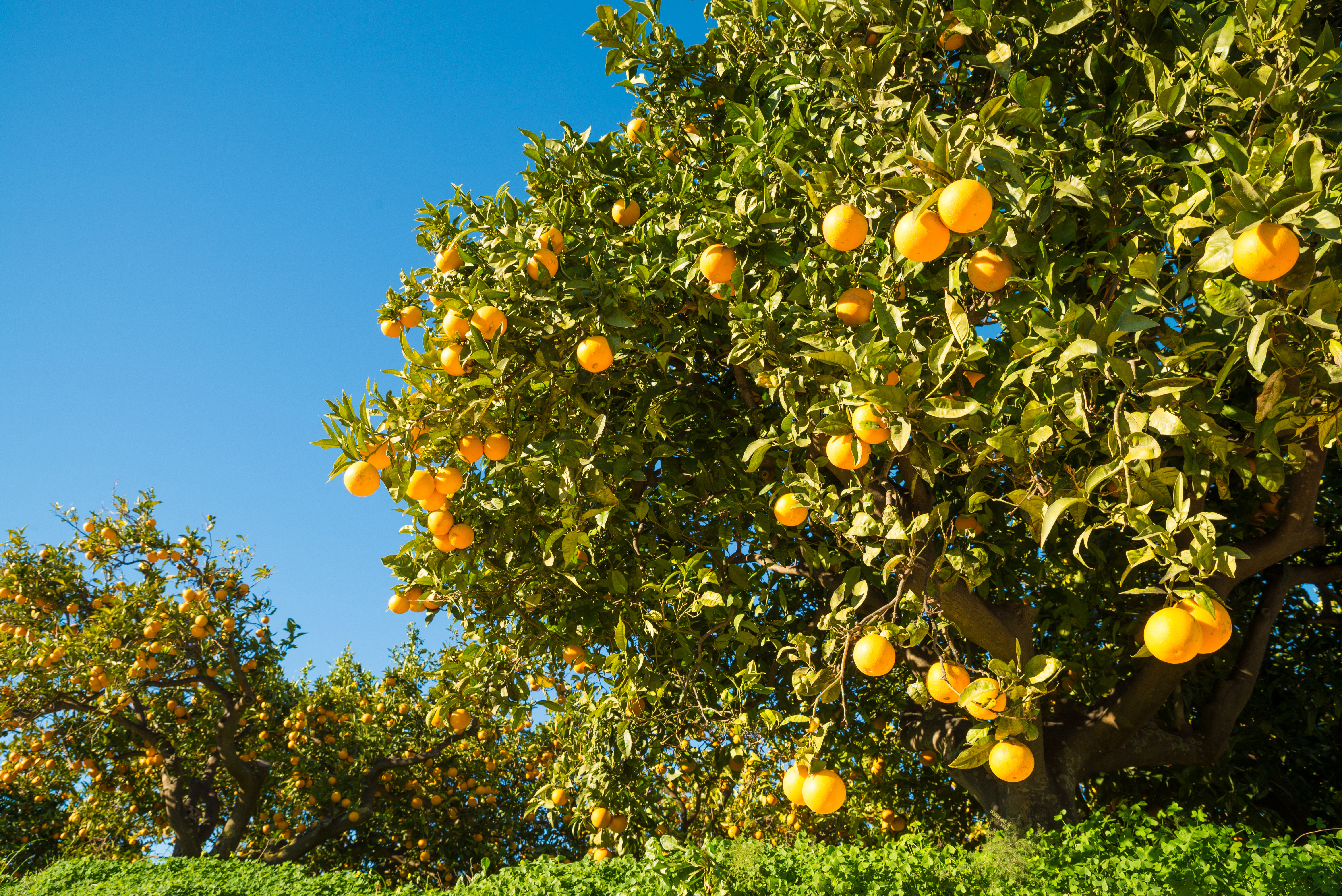 Pest Control in Citrus and Fruit Orchards with Drones: Effective Solutions with baibars CT33s and CT50s