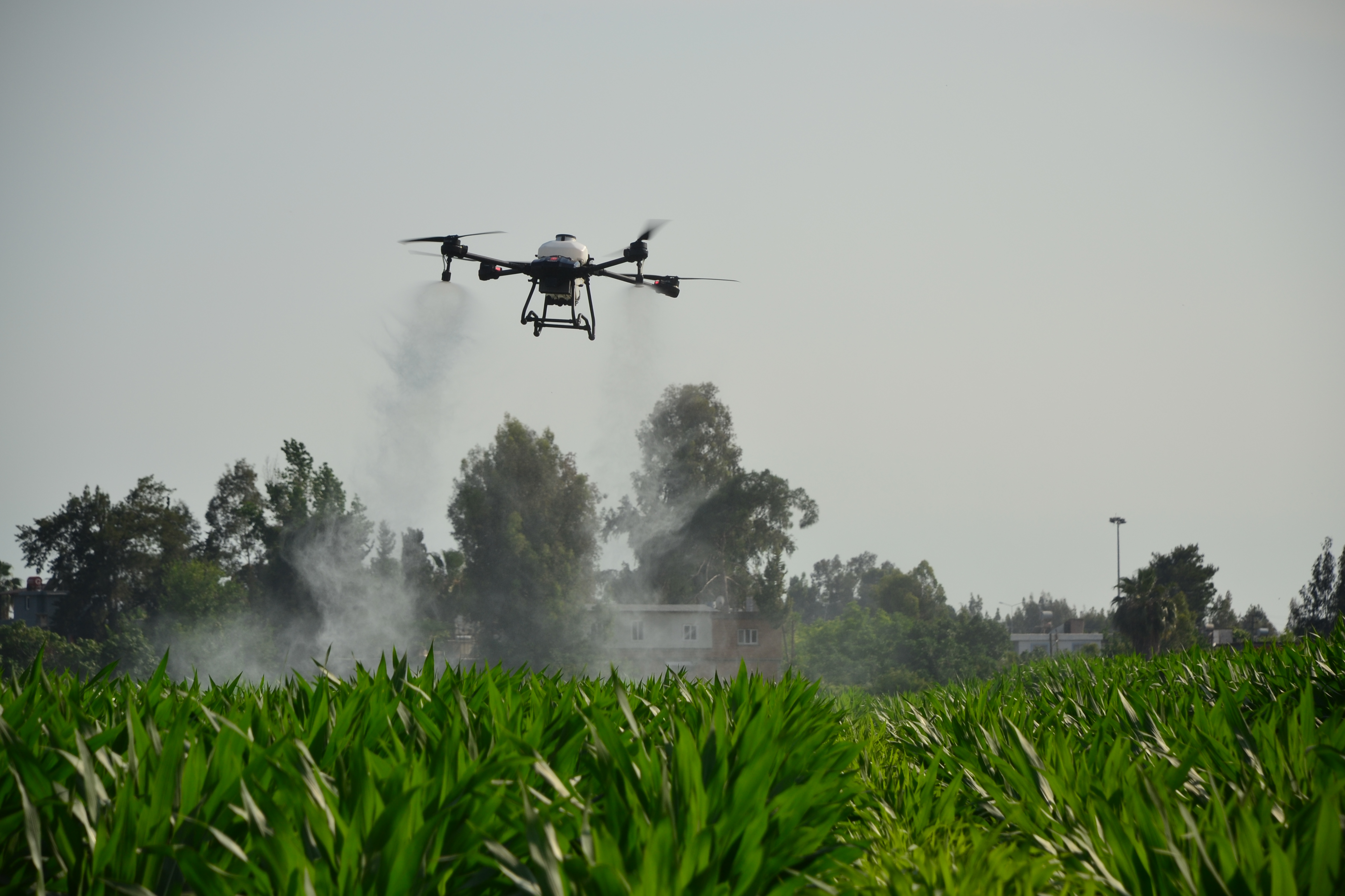 Pest Control with Drone Technology in Corn Farming