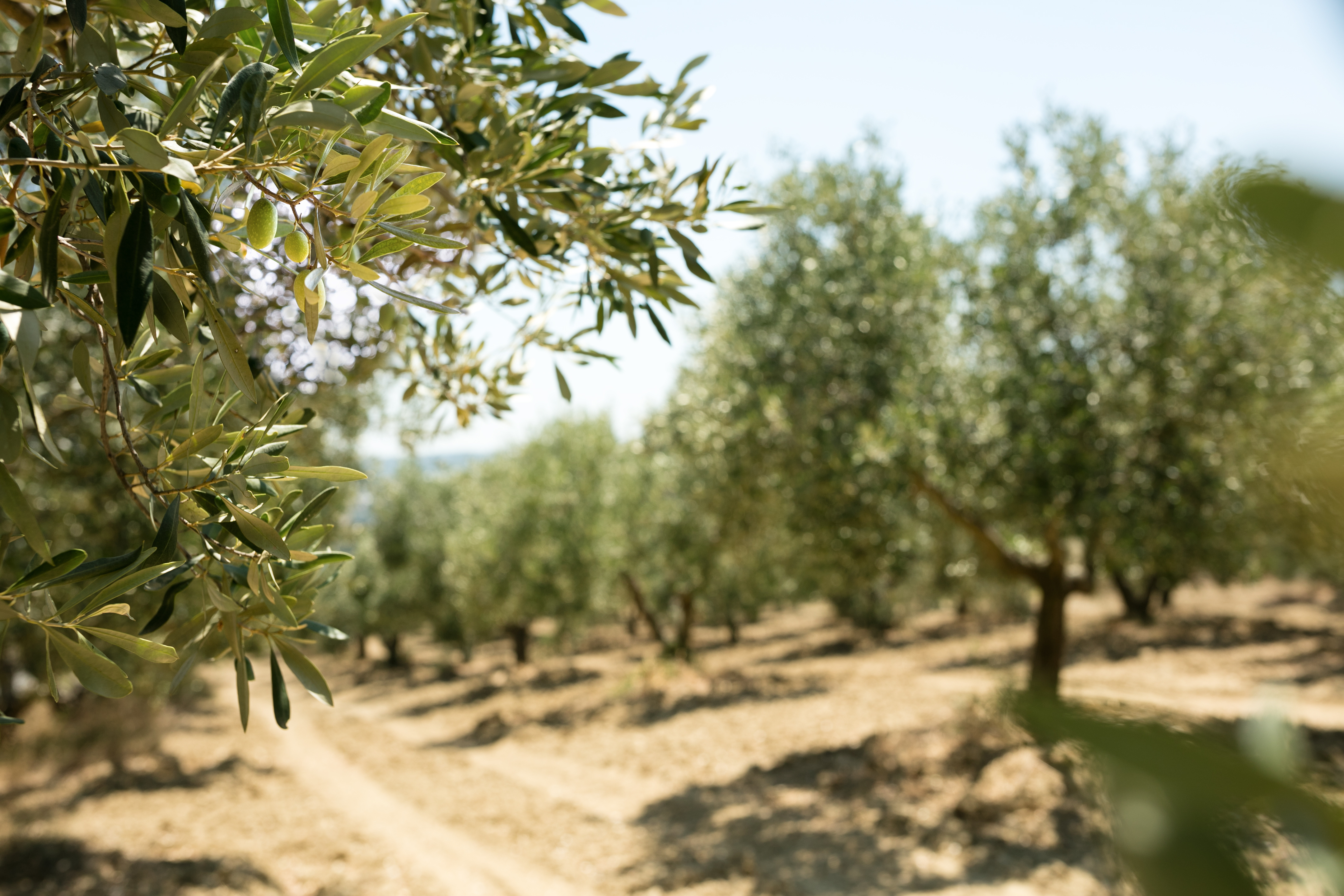 Effective Pest Control and Chemical Application Methods in Olive Groves with baibars CT50s Drone