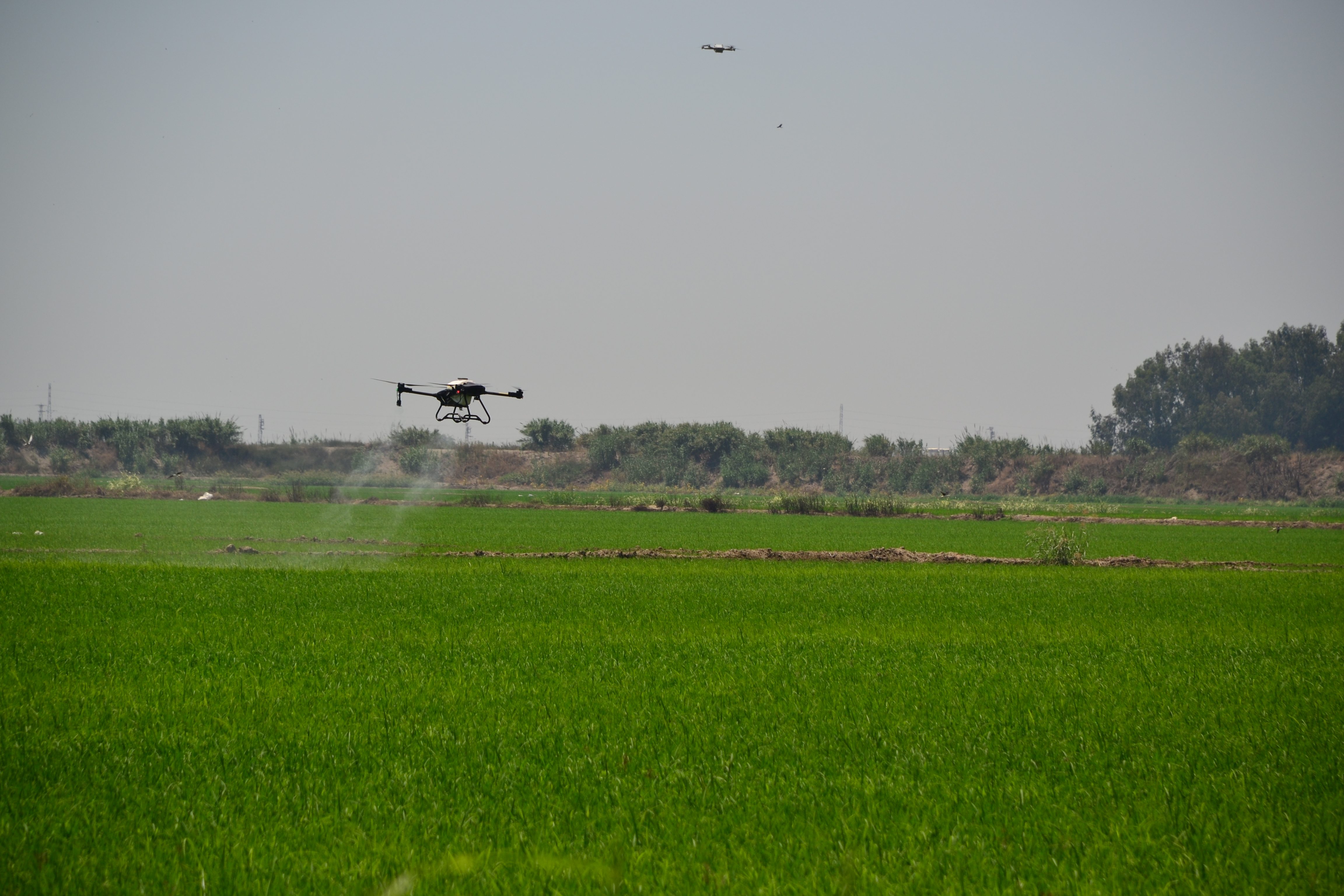 Drone Technology in Rice Farming: Efficient and Effective Applications